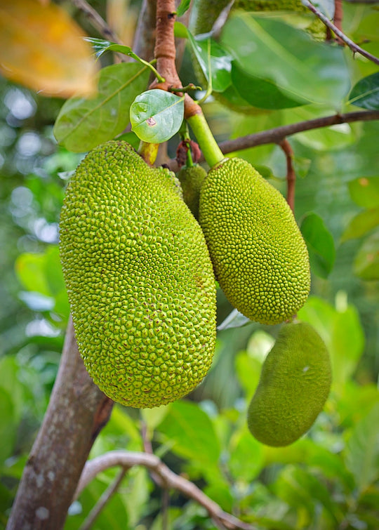 jackfruit tropical fruit trees live plants indoor/outdoor Jackfruit Fruit Tree (Artocarpus heterophyllus)