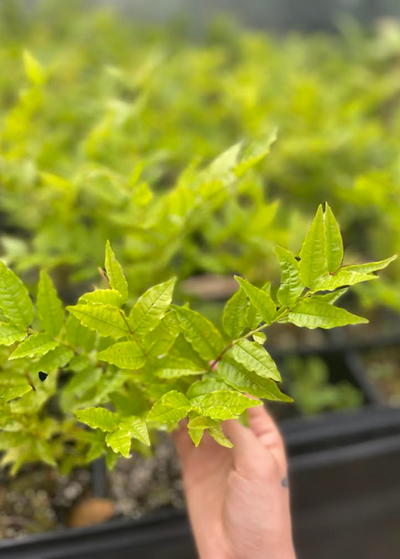 hand gently holding young Brazilian Guava plant growing in nursery tray - leaves are light yellow-green lance shaped leaves