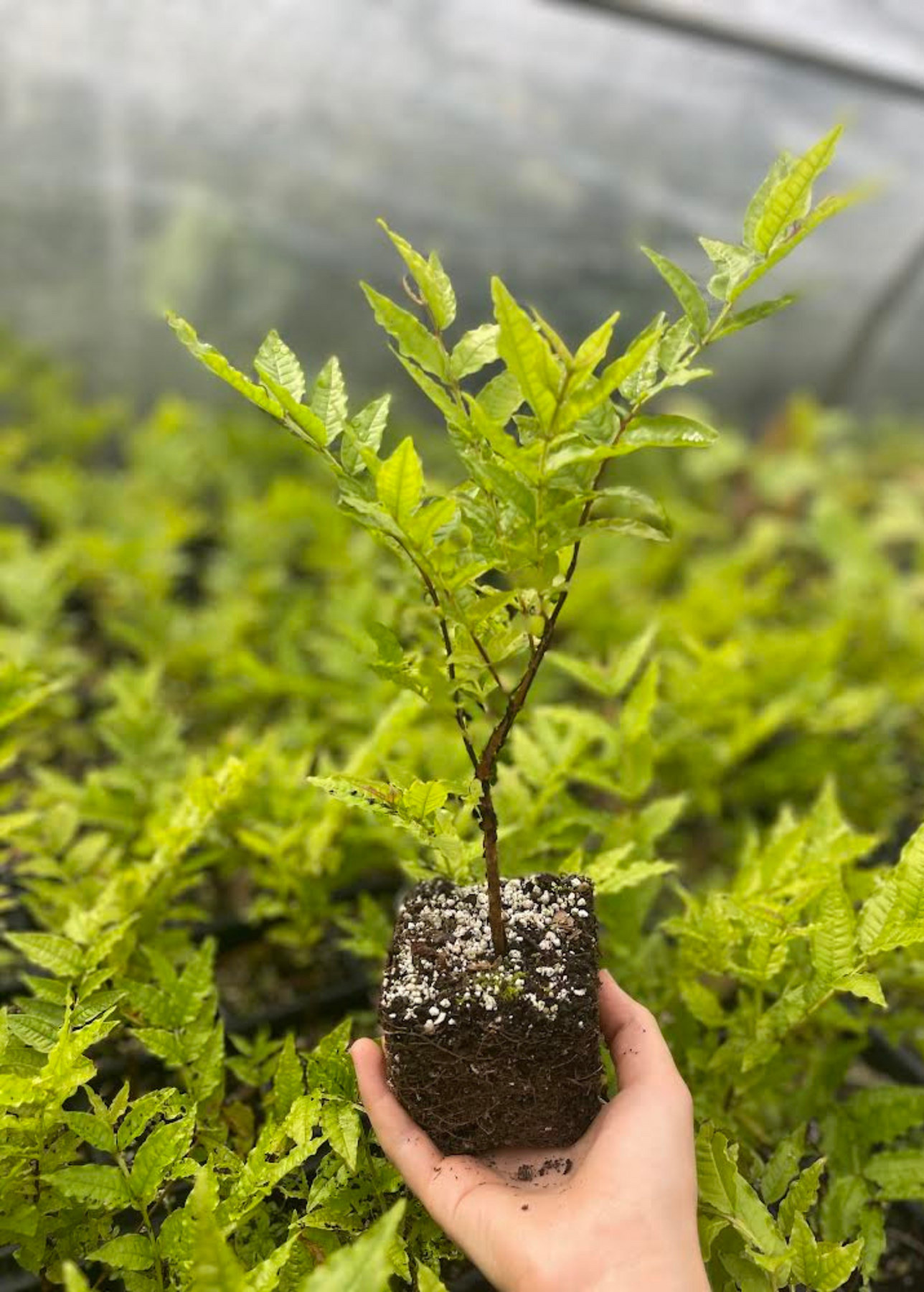 plant guava seeds in pot Brazilian Guava | Live Fruit Tree