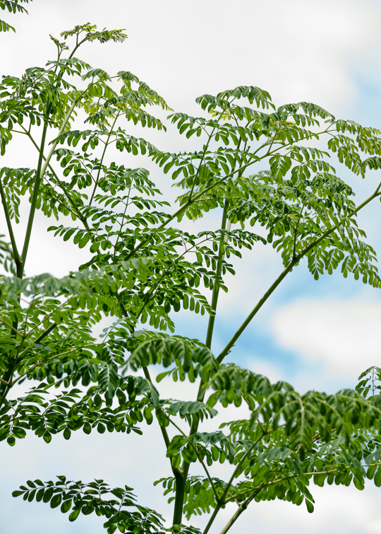 Moringa Oleifera Plant