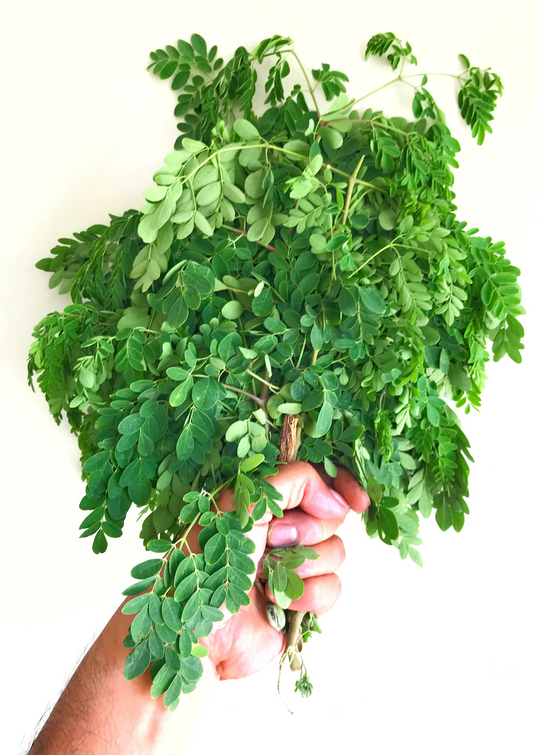 Moringa Oleifera Plant