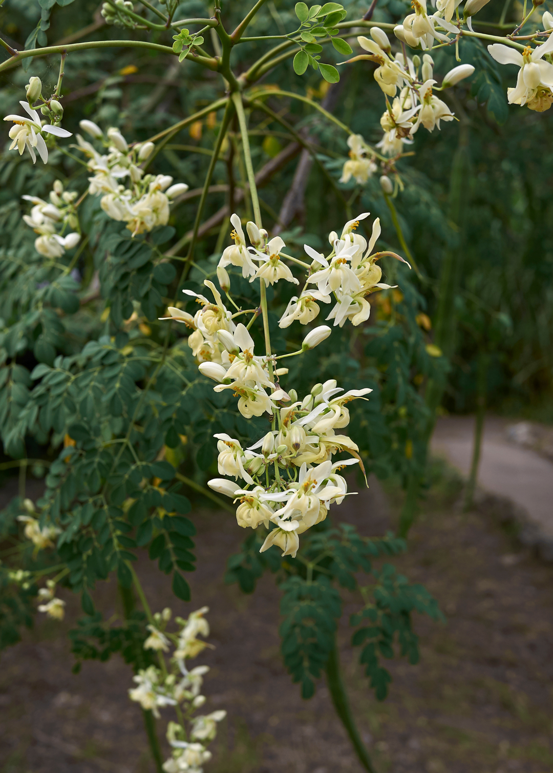moringa seeds for planting near me Moringa (Moringa oleifera) Large Coconut Coir Pot