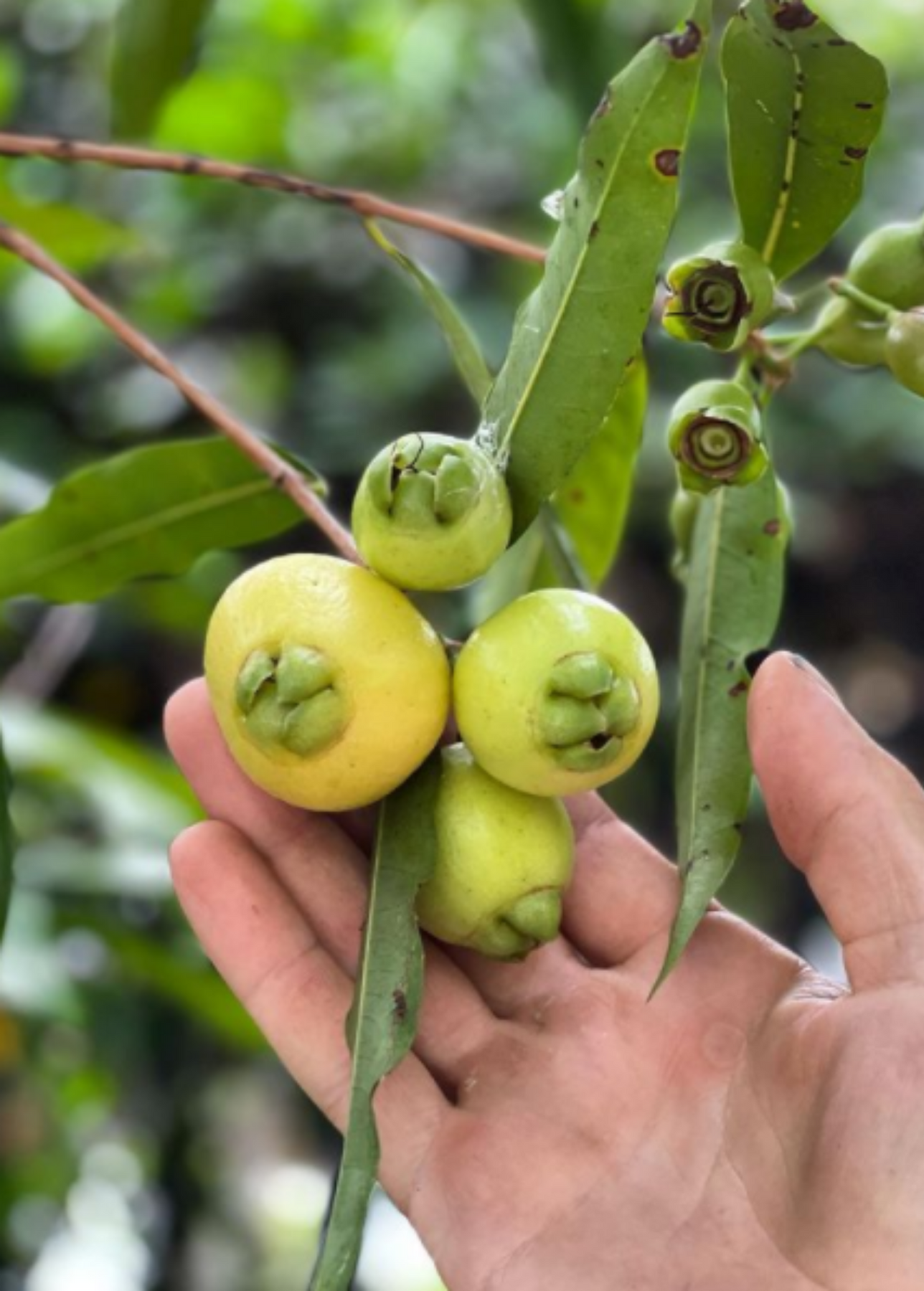 Rose Apple | Tropical Fruit Tree | Sow Exotic