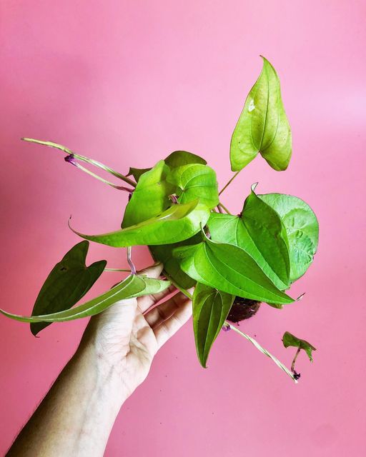 ube plant seeds Ube (Dioscorea alata)