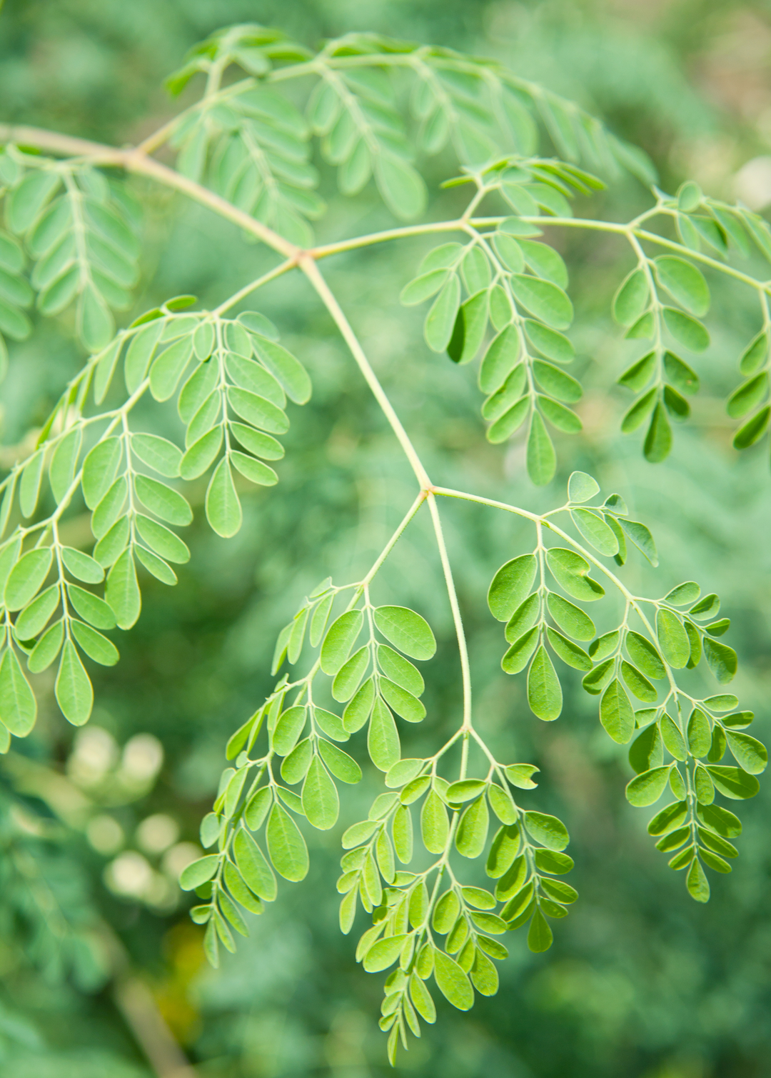 moringa fertilizer for plants Moringa (Moringa oleifera) Large Coconut Coir Pot