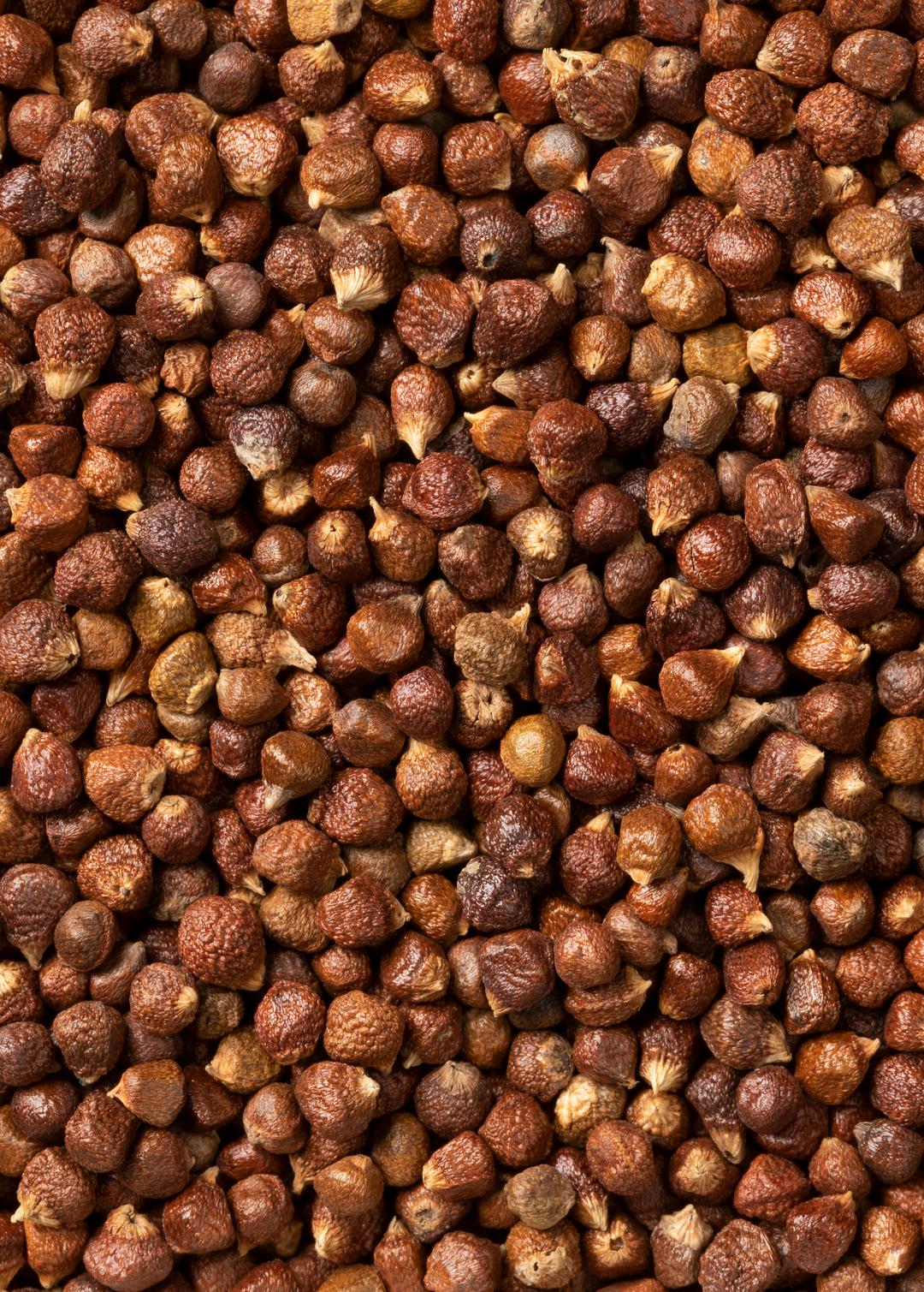 Alligator Pepper Health Benefits alligator-pepper-health-benefits
