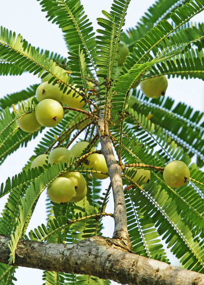 smaller branch of amla Indian gooseberry tree with fern like leaves and pale green spherical fruit