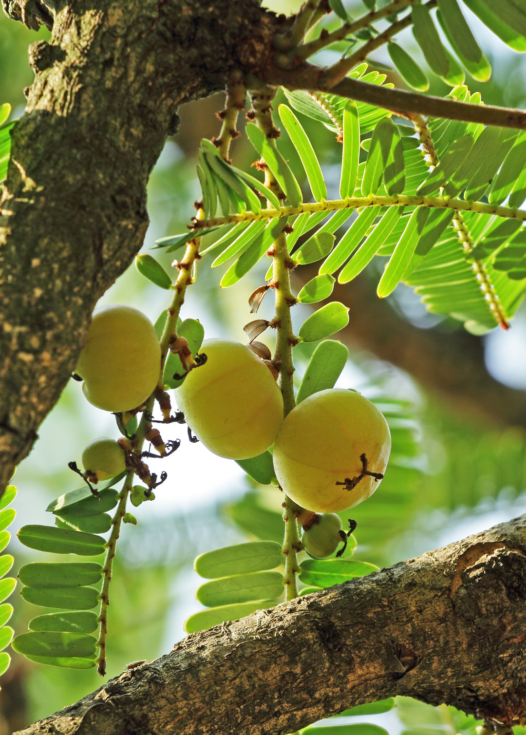 Amla Indian Gooseberry Trees for Sale