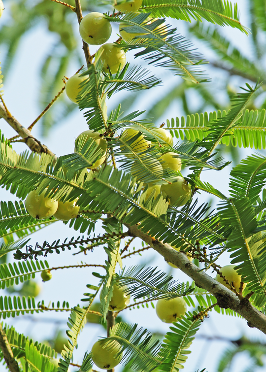 amla plant fertilizer Amla Indian Gooseberry Trees for Sale