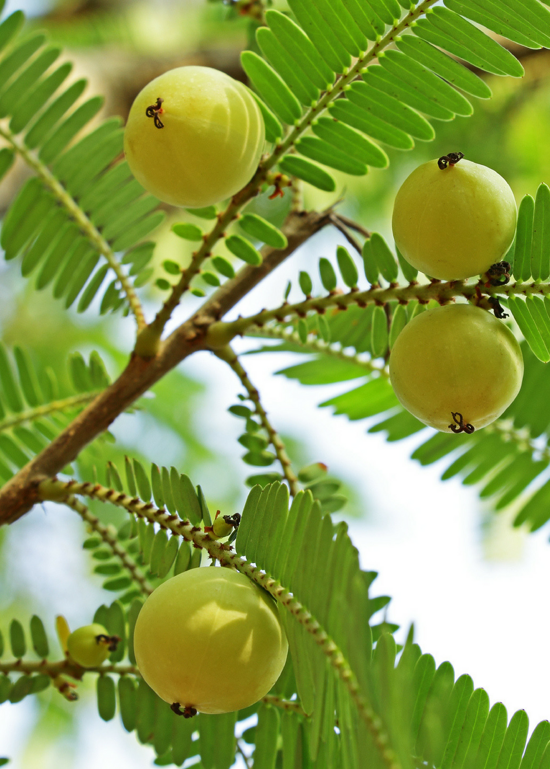 amla plant Amla Indian Gooseberry Trees for Sale