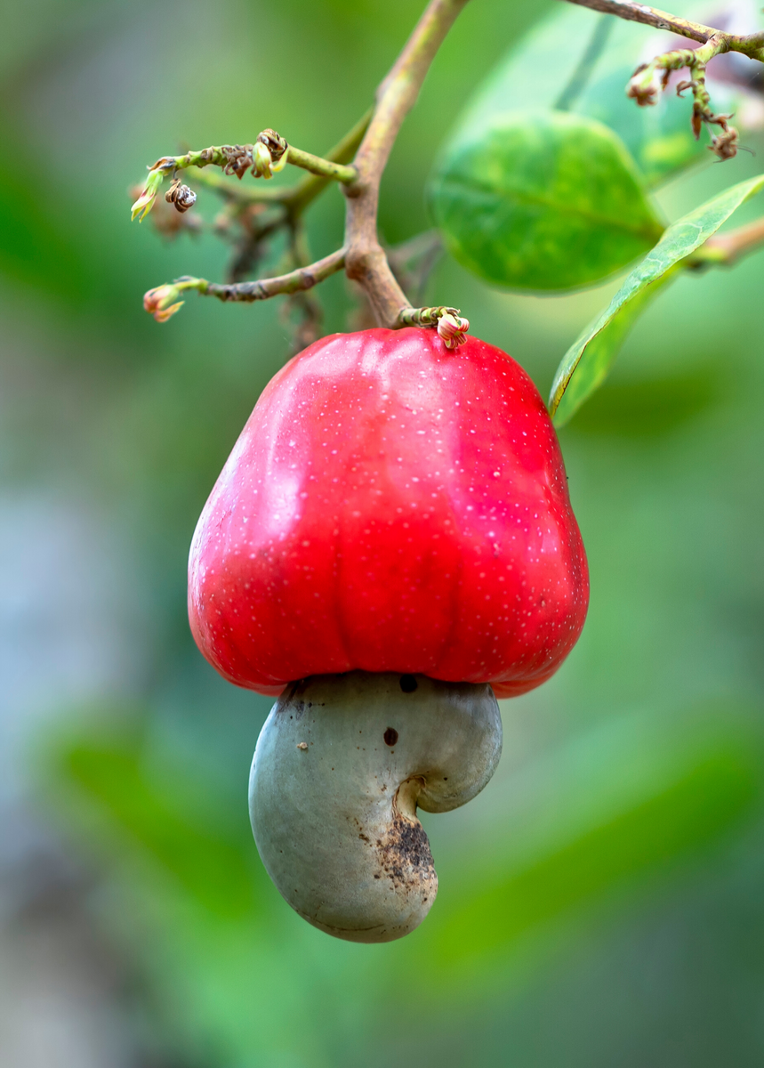 Cashew Fruit Tree Cashew Fruit (Anacardium Occidentale) Growing On A