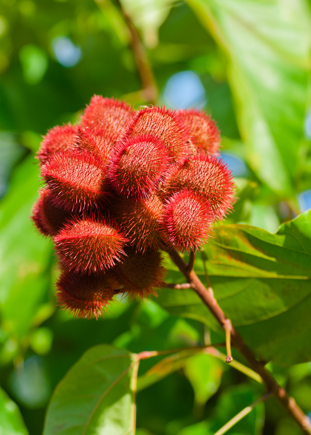 Annatto Achiote Plant | Rare Fruit Tree