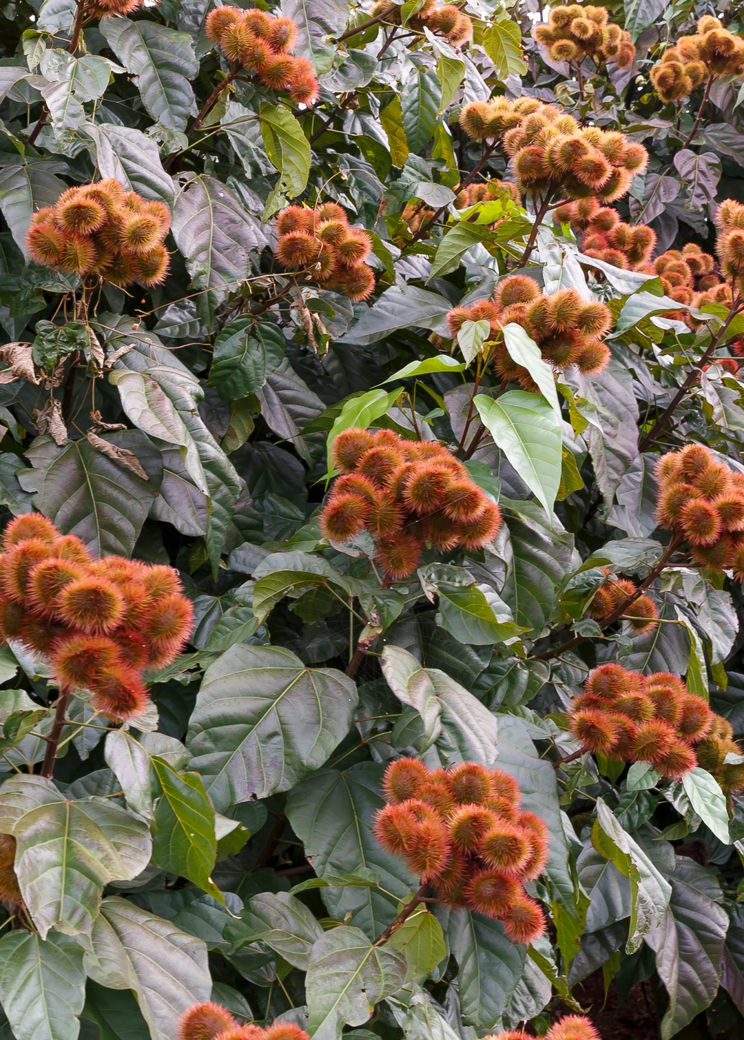 Annatto Achiote Plant | Rare Fruit Tree