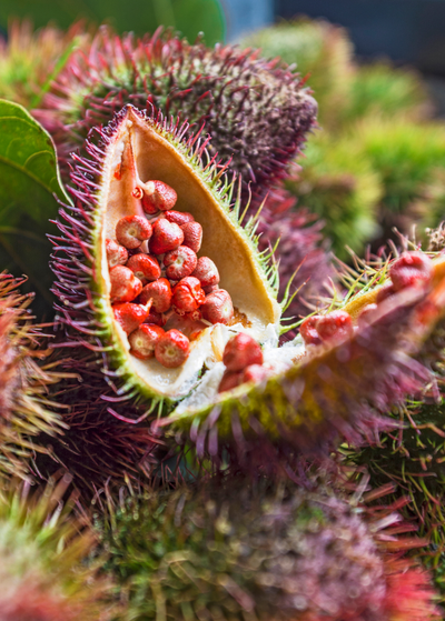 close up of open annatto achiote against background of annatto - purple egg shape with urchin like spikes - cluster of light red tiny fruits inside