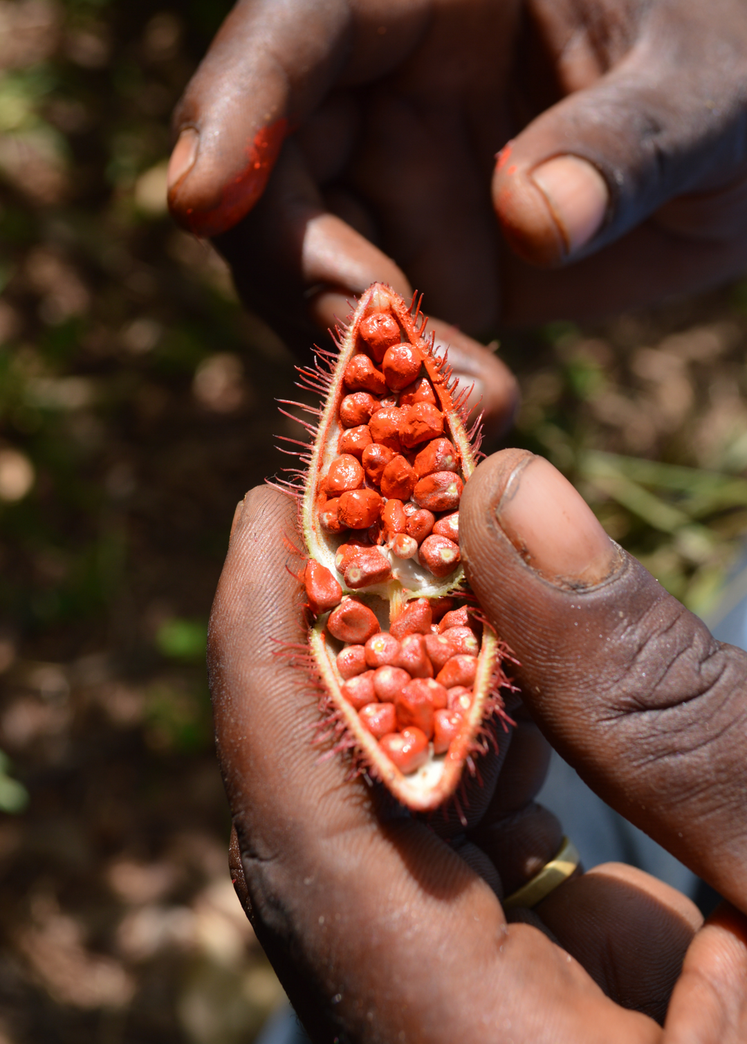 achiote seeds for planting Annatto Achiote Plant | Rare Fruit Tree