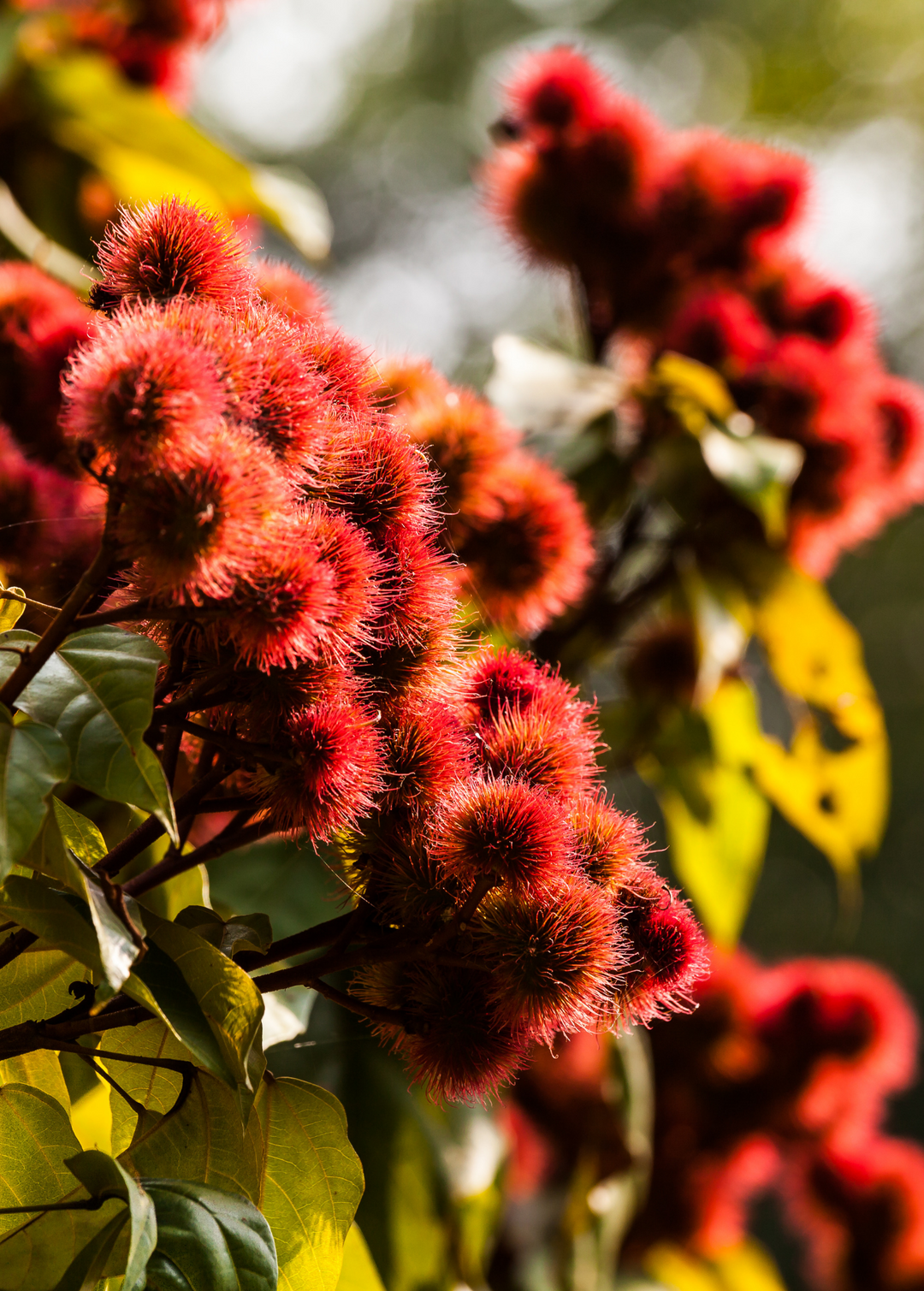 annatto seed plant Annatto Achiote Plant | Rare Fruit Tree