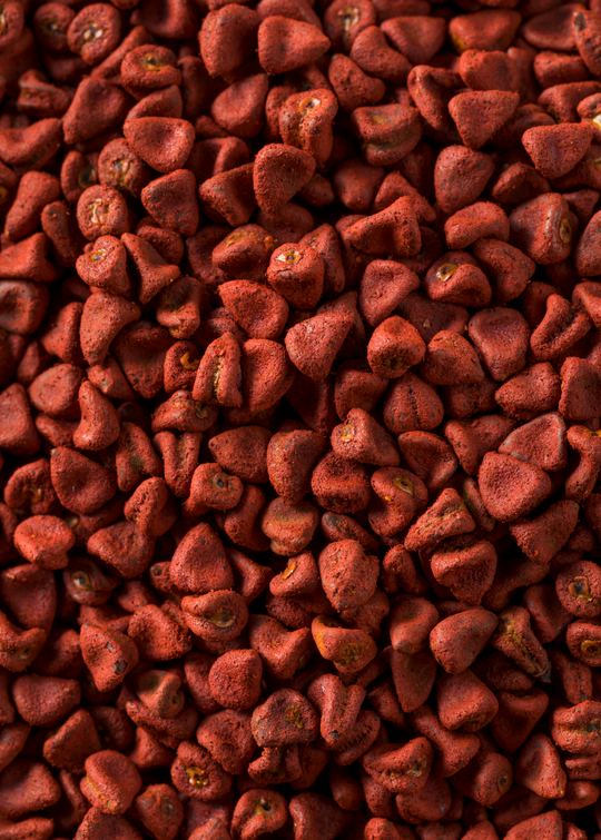 Annatto Achiote Plant | Rare Fruit Tree | Sow Exotic
