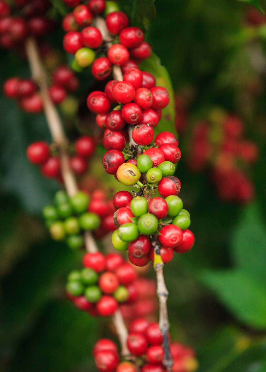 Coffee Plant | Live Fruit Tree
