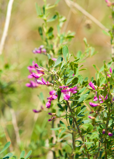 delicate astragalus plant on blurred garden backgrougnd - small oblong leaves with pinkish purple papilionaceous flowers