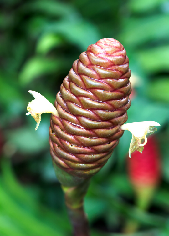 Awapuhi Ginger | Live Plant