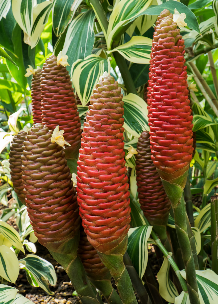 shampoo plant seeds for sale Awapuhi Shampoo Ginger (Zingiber zerumbet)