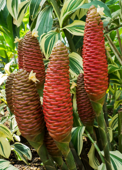 varying shades of pink awapuhi shampoo ginger cones with pale yellow flowers growing from the top of the cones