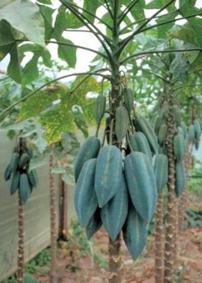 backyard grove of babaco trees - narrow trunks with palmately lobed leaves - bunches of blueish green babaco fruit hang from tree