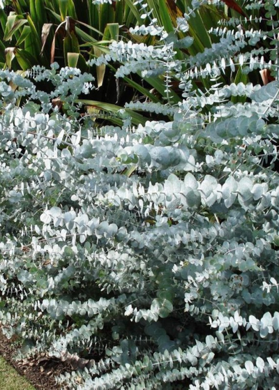 angled picture of Baby Blue eucalyptus shrub with silver grey green leaves