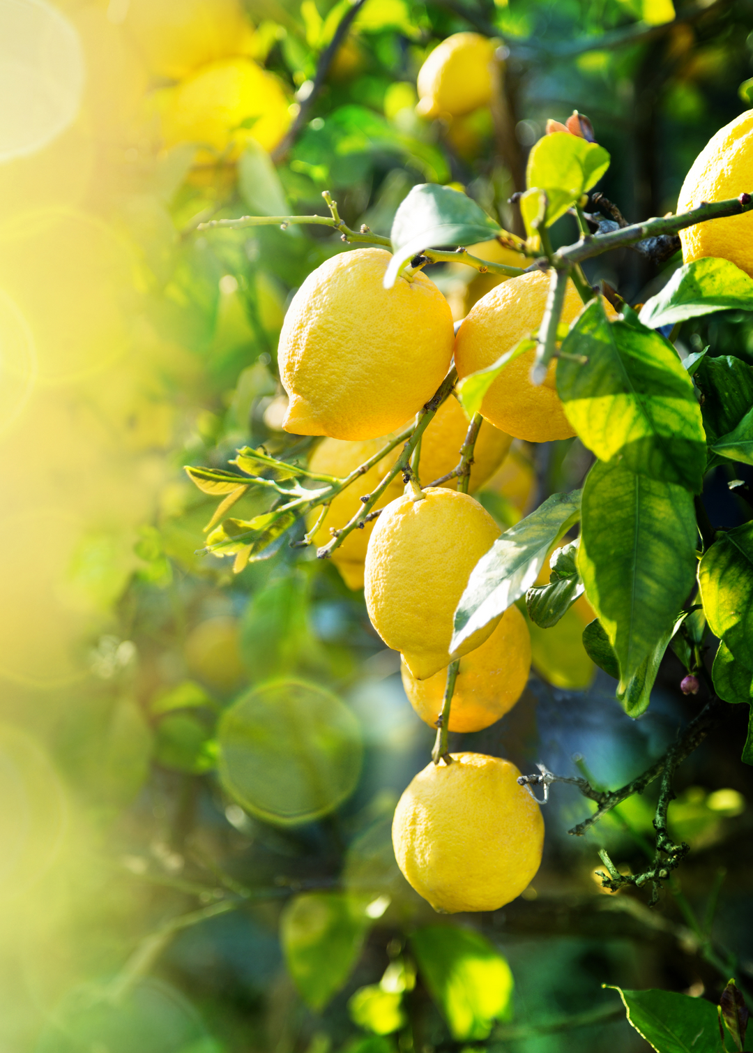 lemon plant Bearss Lemon Trees For Sale