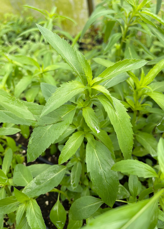 Bergamot_Lemon_Monardacitriodo