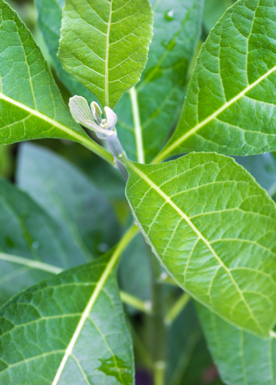 close up of new growth leaves on a Bitter Leaf Tree surrounded by alternating slightly serrated leaves with light veins