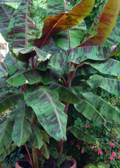 large planter holding two young Blood Banana plants - trunks are blend of yellow-green and maroon - large leaves are green with thick maroon streaks