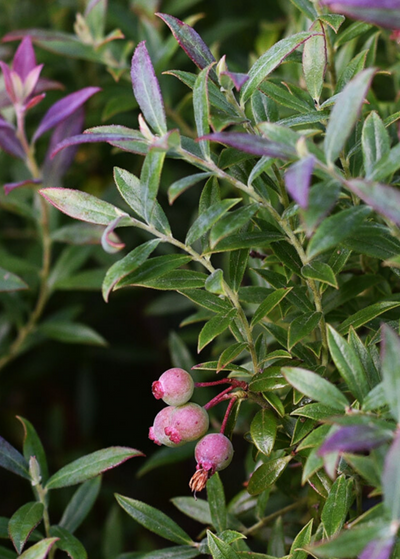 Native Florida Blueberry bust with four pink speckled blueberries - leaves start purple at the ends of the branch then go to green