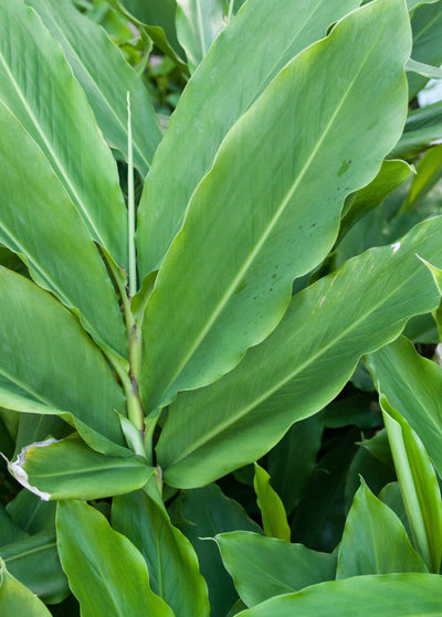 close up of long, lance-like, smooth leaves growing out from stem in fan like manner - Cardamom plant