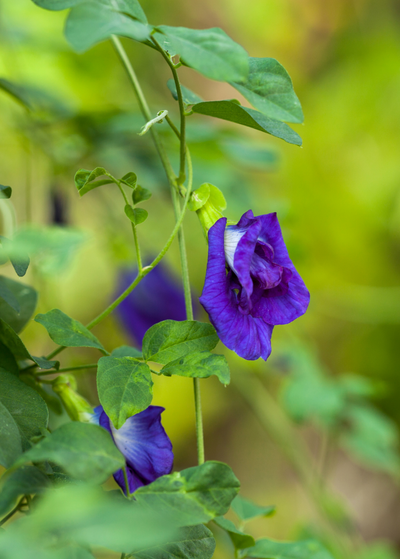 violet Butterfly pea flower with bluish streaks throughout petals on delicate vine