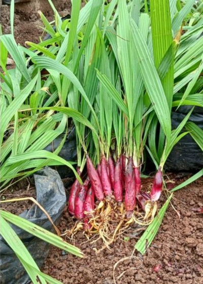 group of freshly pulled bawang dayak roots leaning against black grow bag - long green lance like leaves and red tubers with fibrous roots
