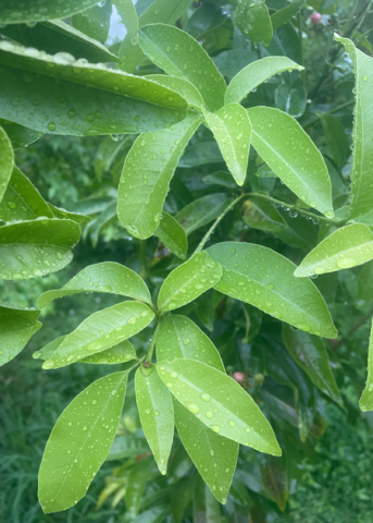 Gin Berry | Live Fruiting Shrub Plant