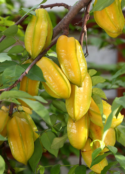 Starfruit tree carambola for sale sow exotic