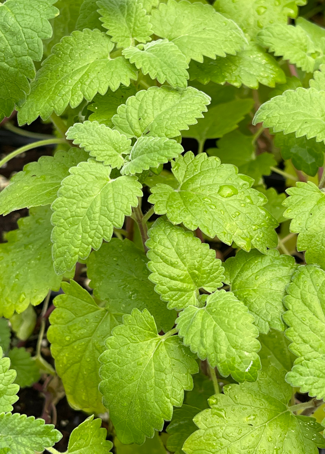 Live Catnip, Catmint Plants for Sale