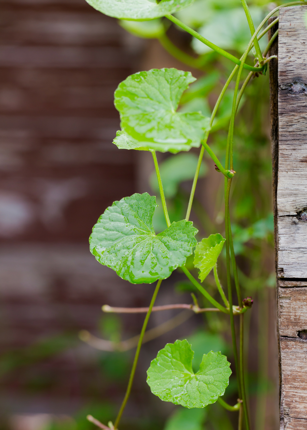 Gotu Kola Plant (Centella asiatica) | Medicinal Herb | Sow Exotic