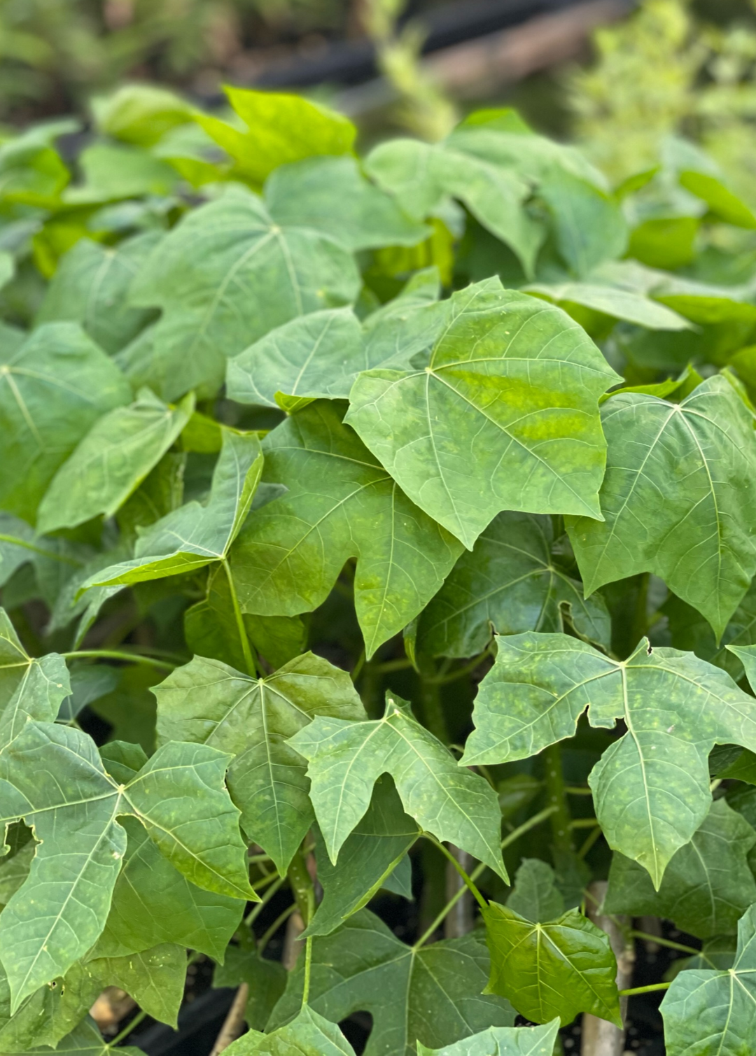 chaya plant seeds Chaya, Mexican Tree Spinach (Cnidoscolus aconitifolius)