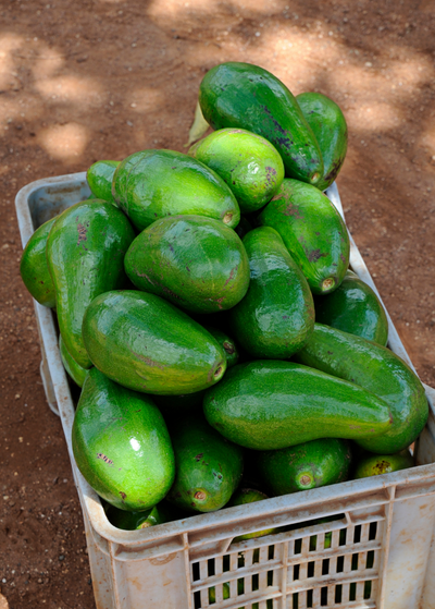 harvest box of large, oblong shiny green  Choquette avocados with longer necks