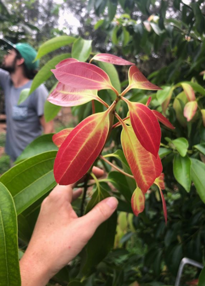 hand gently holding a branch of Cinnamon tree with red leafed new growth at the end