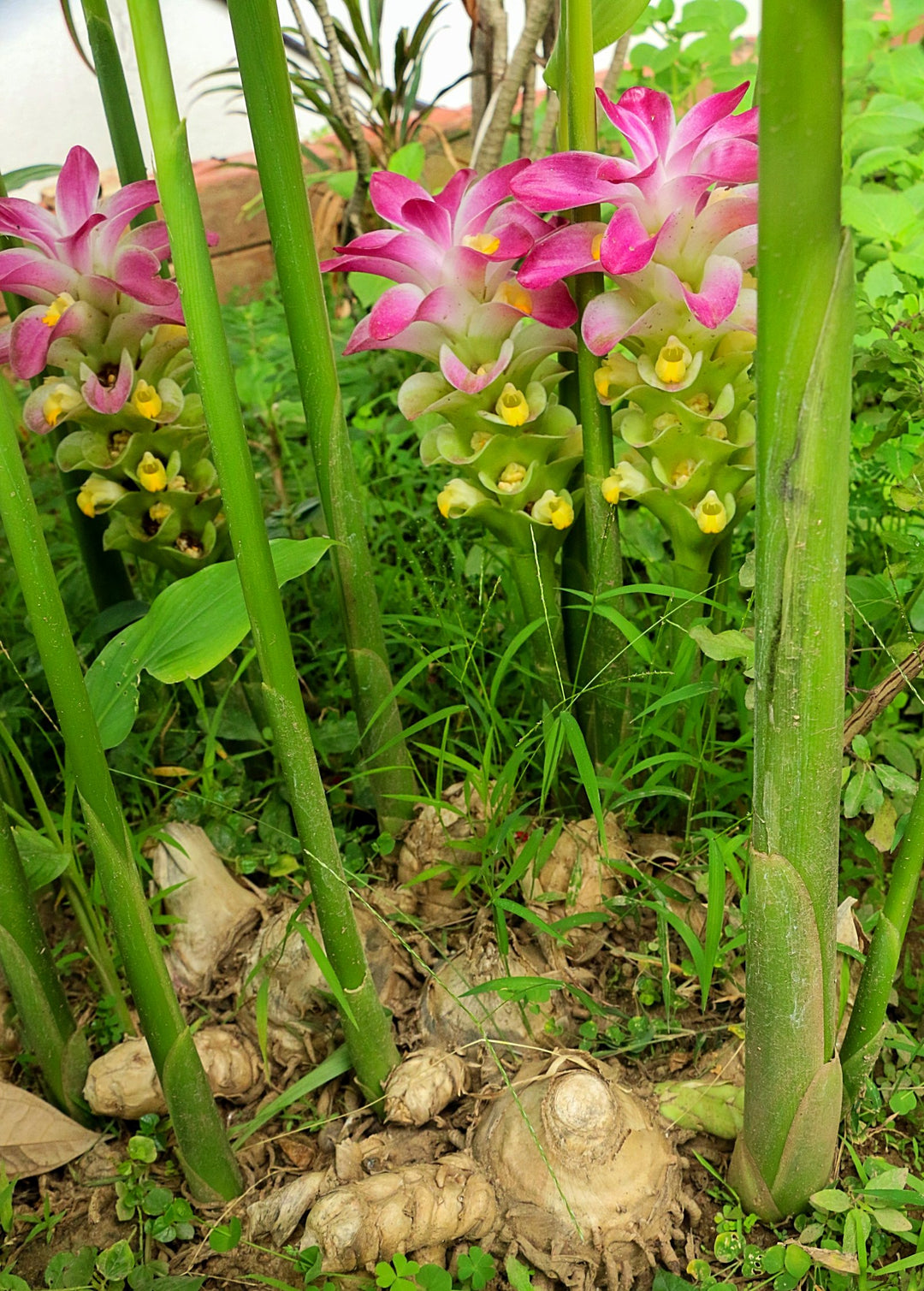 best fertilizer for turmeric plants White Turmeric Plant, Curcuma longa, Medicinal Root
