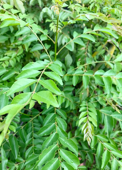 Curry leaf plant kadi patta murraya | Ubuy India Curry leaf plant kadi patta murraya | Ubuy India