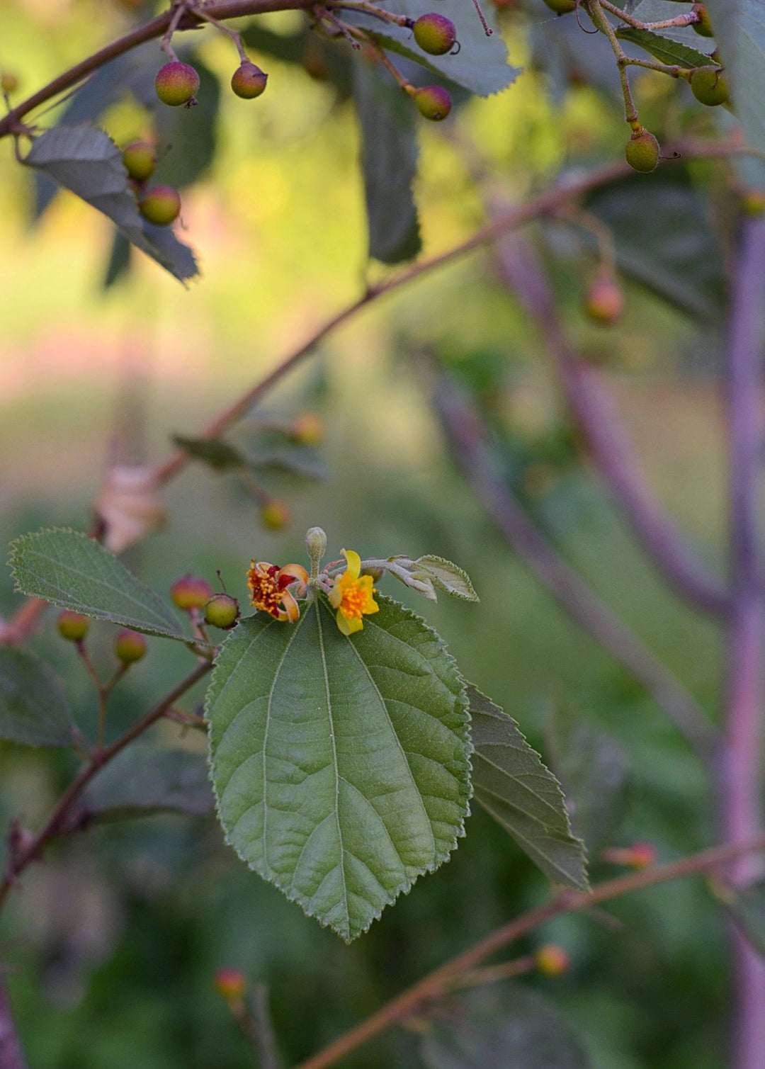 Sherbet Berry Phalsa Plant