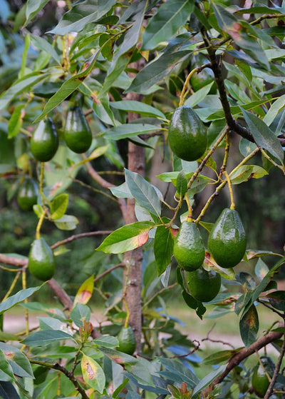 dark green shiny and smooth Brogdon avocados hanging from tree