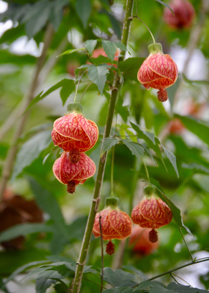 Flowering Maple Plant (Abutilon) - Beautiful Hibiscus