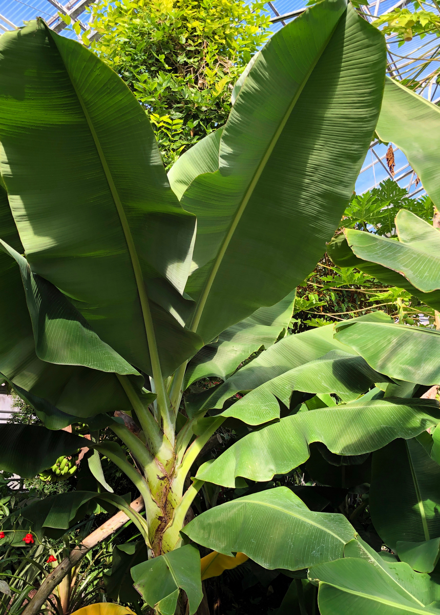 Dwarf Cavendish Banana Fruit Tree | Sow Exotic