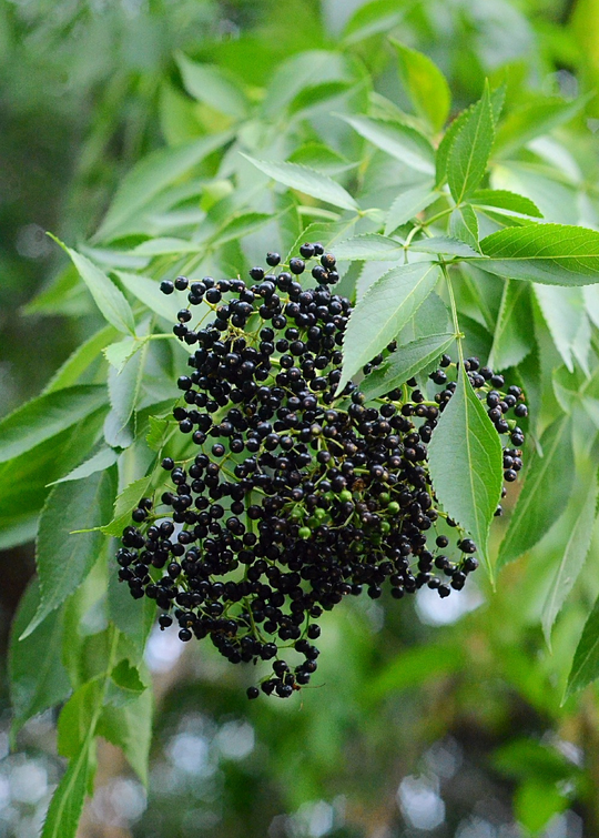 elderflower plant Elderberry Plant, Elderflower | Live Florida Native Herb
